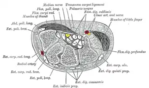 Transverse section across the wrist and digits.