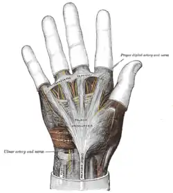 The palmar aponeurosis.