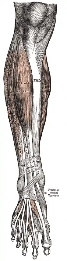 Fibularis (peroneus) muscles labeled at center left