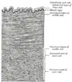 Section of a medium-sized artery