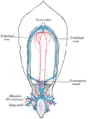 Diagram of the vascular channels in a human embryo of the second week.