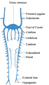 Scheme of arrangement of parietal veins.