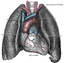 Front view of human heart and lungs.