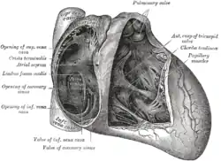 Interior of heart, viewed anteriorly (opening of coronary sinus is labeled)