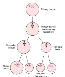 Diagram showing the reduction in number of the chromosomes in the process of maturation of the ovum.