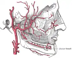 Plan of branches of internal maxillary artery.