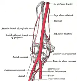 Diagram of the anastomosis around the elbow-joint.