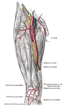 The femoral artery