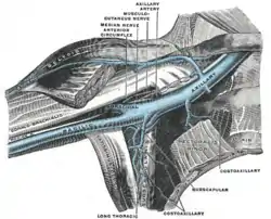 The veins of the right axilla, viewed from in front.