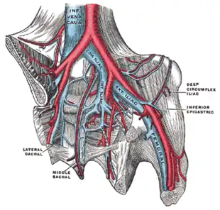 The iliac veins.