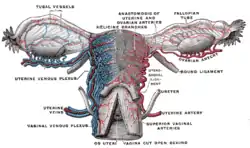 Vessels of the uterus and its appendages, rear view.