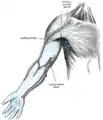 The superficial lymph glands and lymphatic vessels of the upper extremity