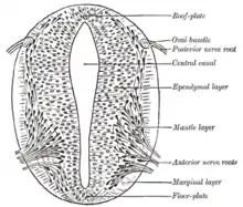 Cross-section of a developing spinal cord at four weeks