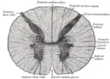 Cross-section through the spinal cord at the mid-thoracic level