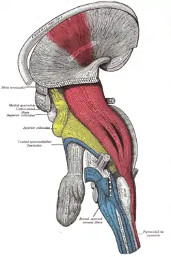 Deep dissection of brain-stem (lateral view)