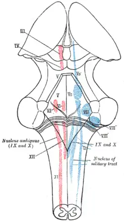 The cranial nerve nuclei are schematically represented; in dorsal view. Motor nuclei in red; sensory in blue.