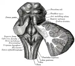 Rhomboid fossa.