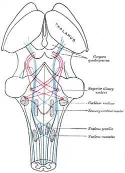 Scheme showing the course of the fibers of the lemniscus; medial lemniscus in blue, lateral in red