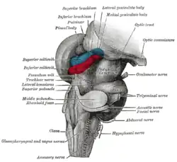 Hind- and mid-brains; antero-lateral view