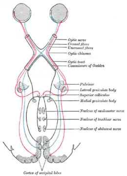 Scheme showing central connections of the optic nerves and optic tracts.