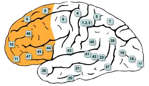 Diagram showing the prefrontal cortex