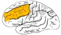 Lateral surface of left cerebral hemisphere.