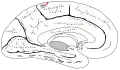 Central sulcus on the medial surface. It divides the paracentral lobule into the anterior part and the posterior part.