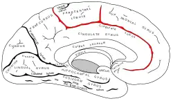 Cingulate sulcus defines the boundaries of the paracentral lobule.