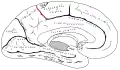 Marginal sulcus. It defines the posterior boundary of the paracentral lobule.