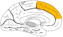 Medial surface of left cerebral hemisphere