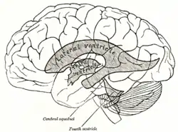 Third ventricle