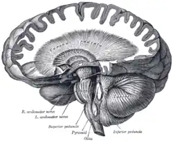 Dissection showing the course of the cerebrospinal fibers.