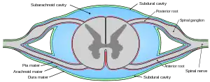 Drawing of cross-section of spinal cord