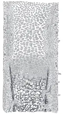 Section of fetal bone of cat. ir. Irruption of the subperiosteal tissue. p. Fibrous layer of the periosteum. o. Layer of osteoblasts. im. Subperiosteal bony deposit.