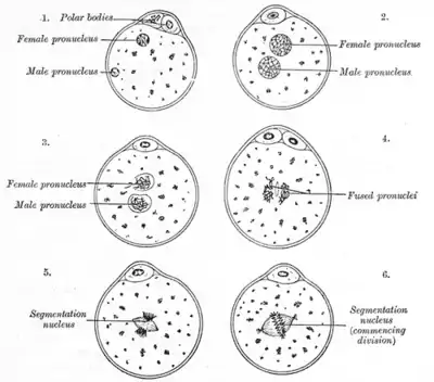 The process of fertilization in the ovum of a mouse.