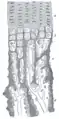 Drawing of part of a longitudinal section of the developing femur of a rabbit. a. Flattened cartilage cells. b. Enlarged cartilage cells. c, d. Newly formed bone. e. Osteoblasts. f. Giant cells or osteoclasts. g, h. Shrunken cartilage cells.