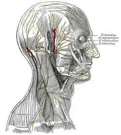 The nerves of the scalp, face, and side of neck.