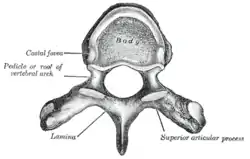 A typical thoracic vertebra, viewed from above.