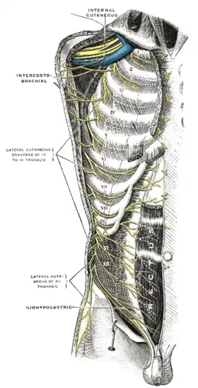 Intercostal nerves, the superficial muscles having been removed.