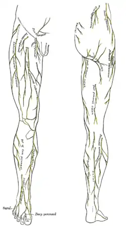 Cutaneous nerves of the right lower extremity, anterior and posterior views.