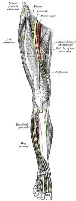 Nerves of the right leg.