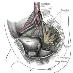 Dissection of side wall of pelvis showing sacral and pudendal plexuses.