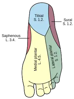 Diagram of the segmental distribution of the cutaneous nerves of the sole of the foot