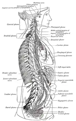 The right sympathetic chain and its connections with the thoracic, abdominal, and pelvic plexuses