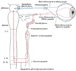 Sympathetic connections of the ciliary and superior cervical ganglia (red) (parasympathetic pathway in blue)