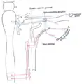 Sympathetic connections of the pterygopalatine and superior cervical ganglia.