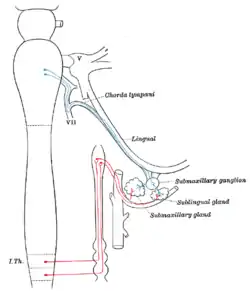 Sympathetic connections of the submaxillary and superior cervical ganglia.