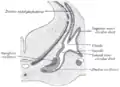 Transverse section through head of fetal sheep, in the region of the labyrinth. X 30.