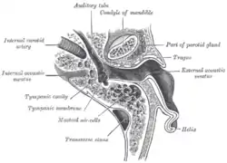 Frontal section through left ear; upper half of section