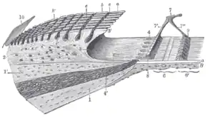 Spiral limbus and basilar membrane.